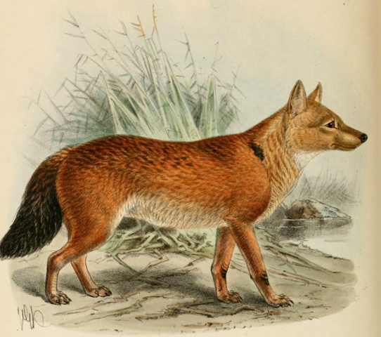 Dhole (Asiatic wild dog), Image Credit - Wikipedia Commons