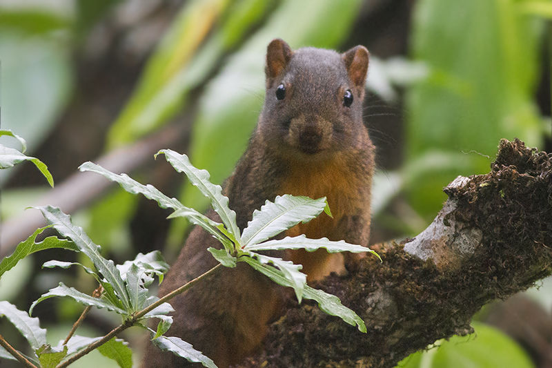 Orange-bellied Himalayan Squirrel, Image Credit - Wikipedia Commons