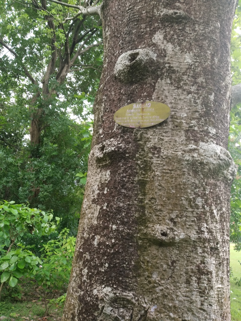 Baobab tree